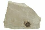 Detailed Fossil Hackberry Fruit - Green River Formation, Utah #356580-1
